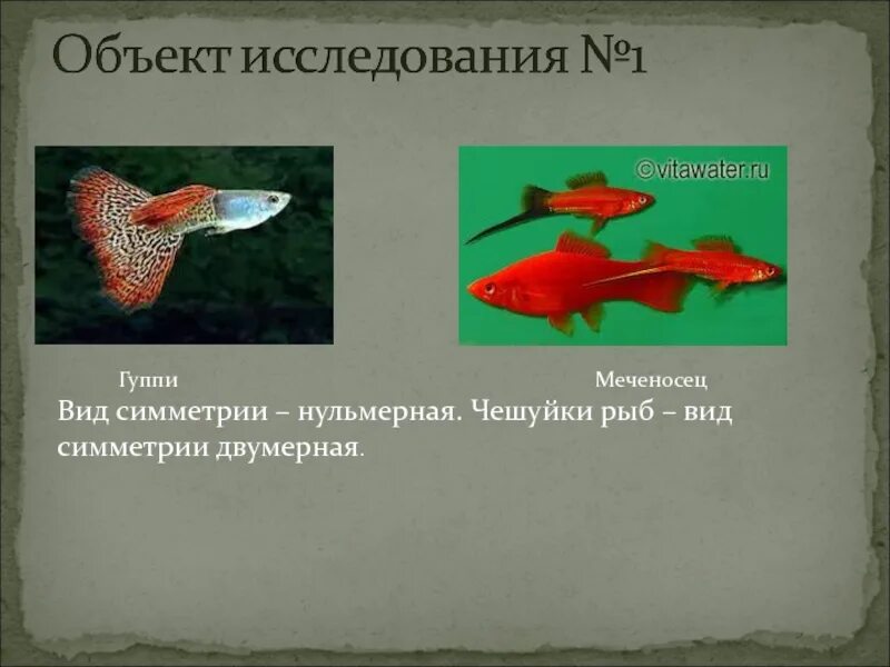 Укажите тип симметрии животного рыба. Тип симметрии рыбы. Тип симметрии животного рыбы. Двусторонняя симметрия у рыб. Типы симметрии в биологии рыбы.