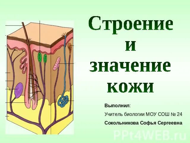 Строение и значение кожицы. Строение и значение кожи человека. строение кожи и ее значение для организма. строение и значение кожи строение и значение. биология кожа урок.