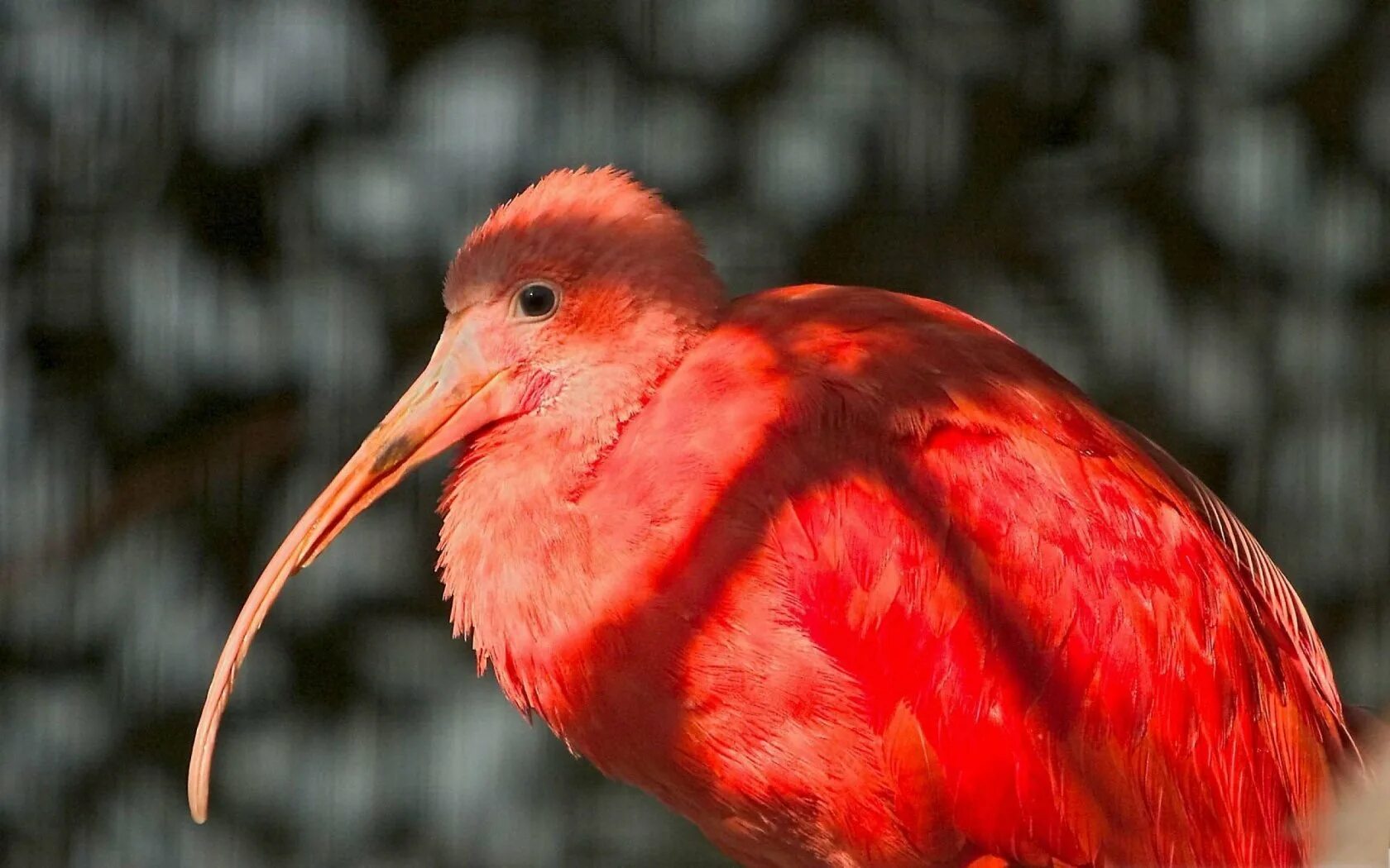 Алый Ибис. Красный Ибис птица. Красный Ибис Южная Америка. Пигарь птица. Большой красный пестрый