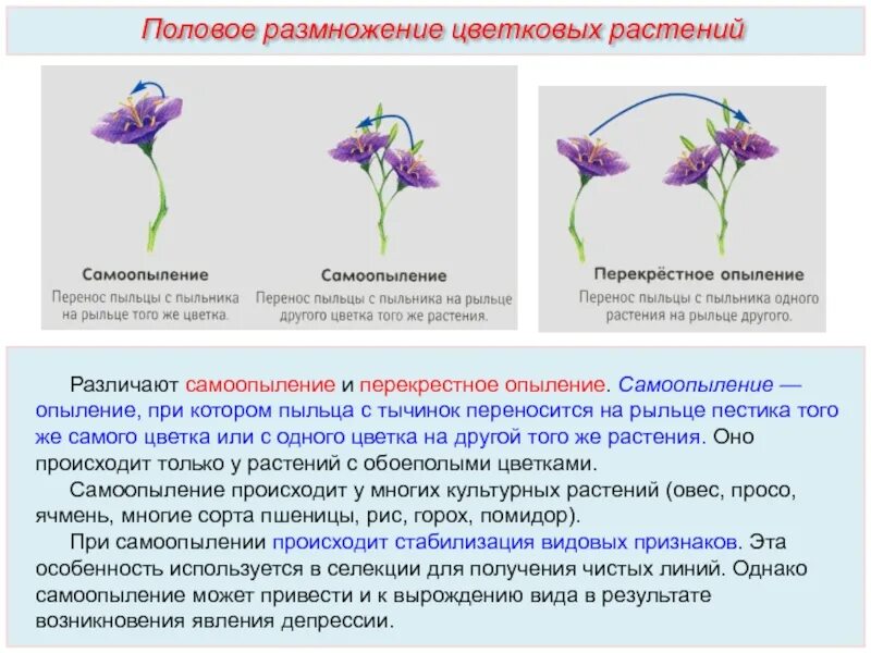 Какое размножение у цветов. Самоопыление цветковых растений. Половое размножение покрытосеменных растений опыление. Опыление растений самоопыление. Самоопыление это половое размножение.