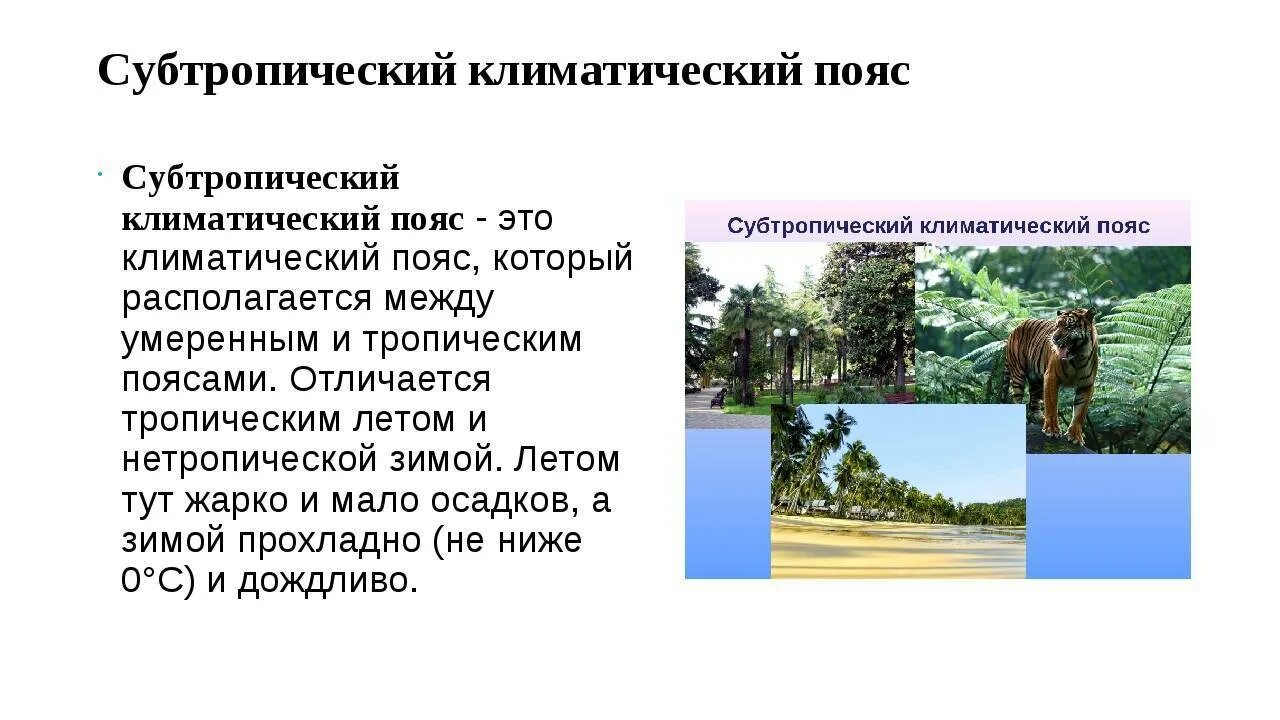 Субтропики 8 класс презентация полярная звезда. Субтропический климатический пояс. Субтропический пояс климат. Субтропический пояс характеристика. Субтропический пояс характеристика климата.