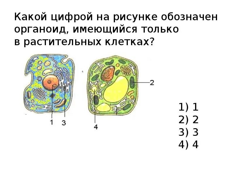 Какой органоид обозначен на рисунке 1