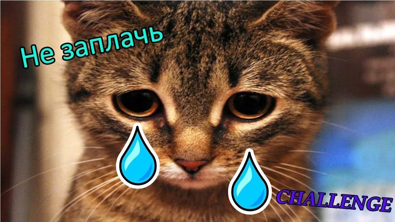 Гоблин ну заплачь. Заплачь еще. ну заплачь. ну заплачь еще. ну заплачь мес.