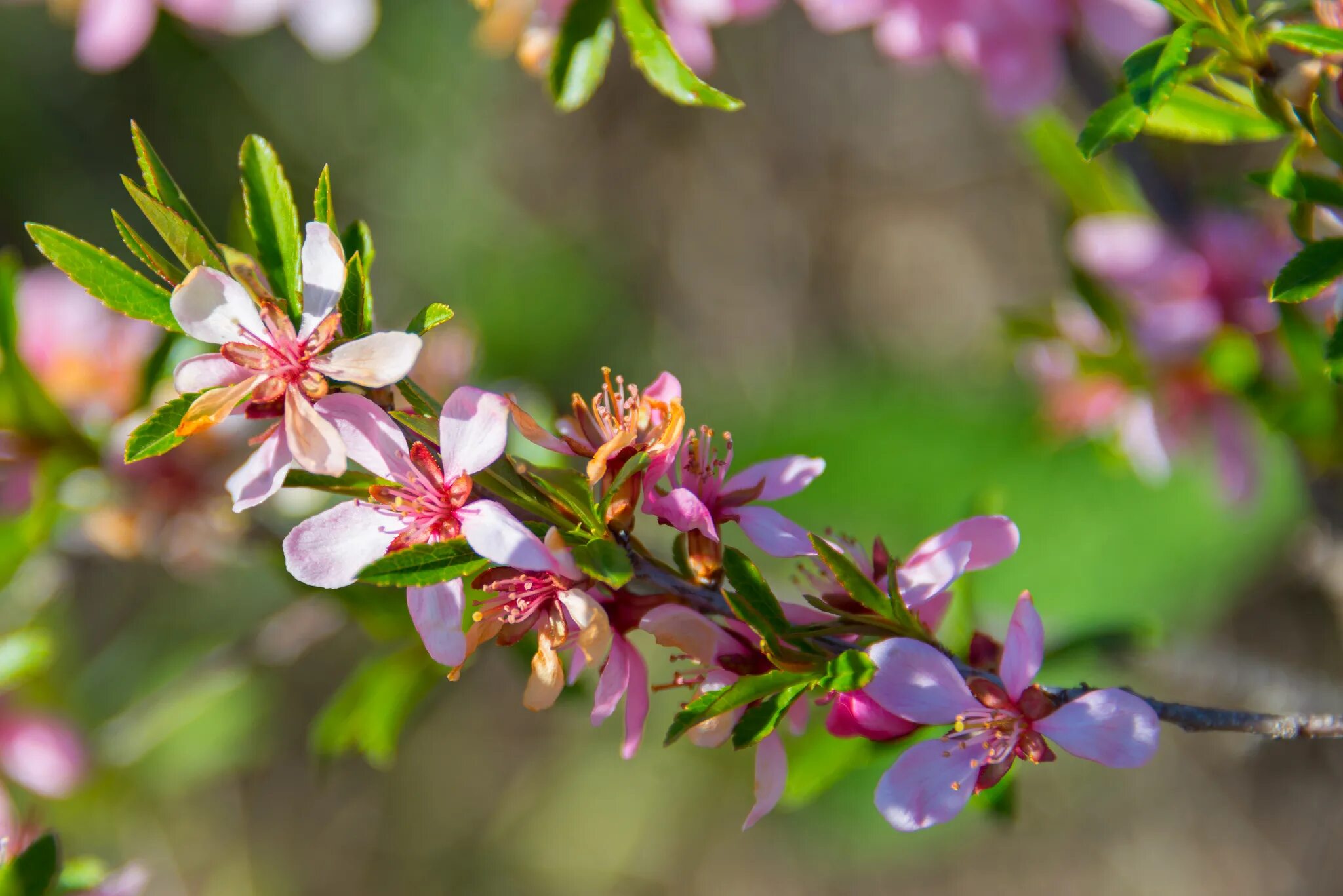 Миндаль степной. Миндаль Степной бобовник. Миндаль низкий Prunus tenella. Миндаль Степной (Prunus tenella). Миндаль низкий Степной бобовник.