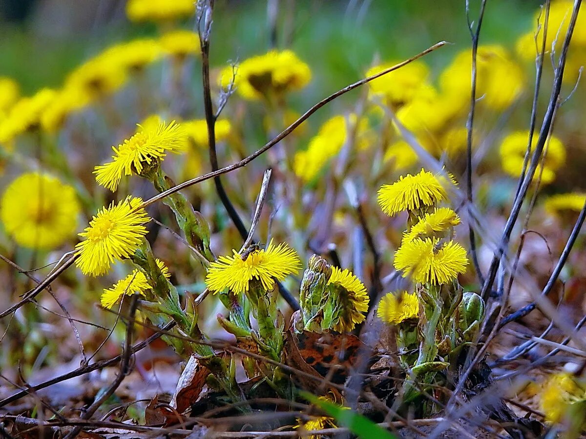 весенние первоцветы мать и мачеха. мачеха лес. весенние цветы мать и мачеха. мать-и-мачеха. мать и мачеха цветок.