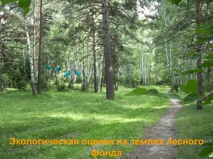Лесные участки в составе земель лесного фонда