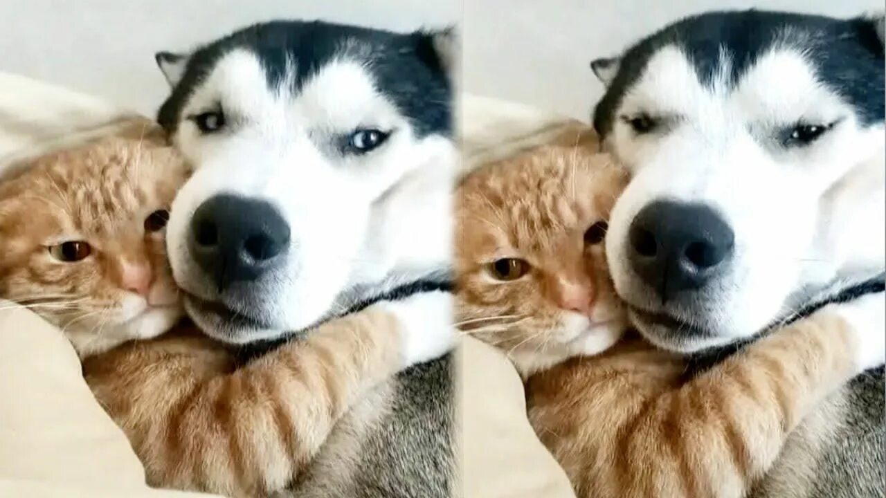 Хаски и кот. Хаски и рыжий кот. фон хаски и кот. рыжая хаски с котиком. рыжий котенок и щенок хаски.