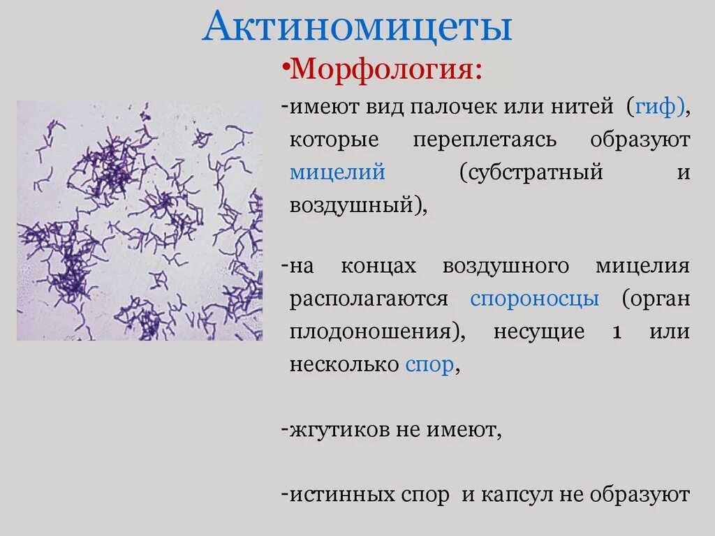 Бактерии и грибы разрушители. Грибы разрушители органических веществ. Царства бактерии, грибы, лишайники, растения. Царство бактерий и грибов. Царство грибов и царство бактерий.