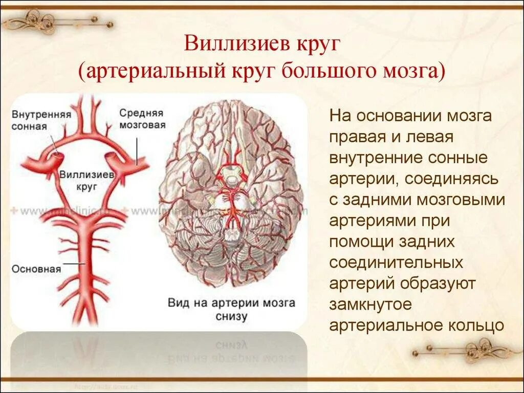 Артерии головного мозга симптомы. Кровоснабжение головного мозга Виллизиев круг. Кровоснабжение головного мозга схема Виллизиев круг. Виллизиев круг задние соединительные артерии. Виллизиев круг сужение задней соединительной артерии.