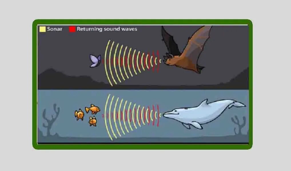 Sonar circuit wuthering waves
