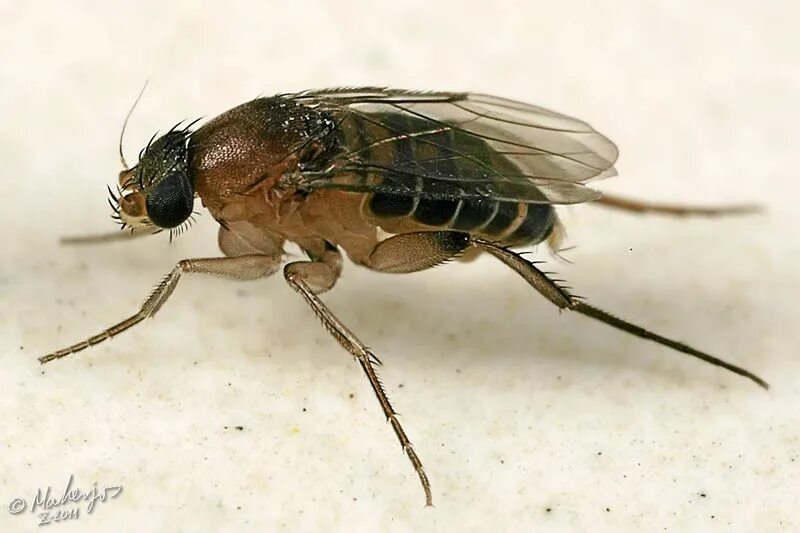 комнатная муха. муха оленья кровососка. муха опасная для человека. муха опасная для человека. ядовитая муха цеце.