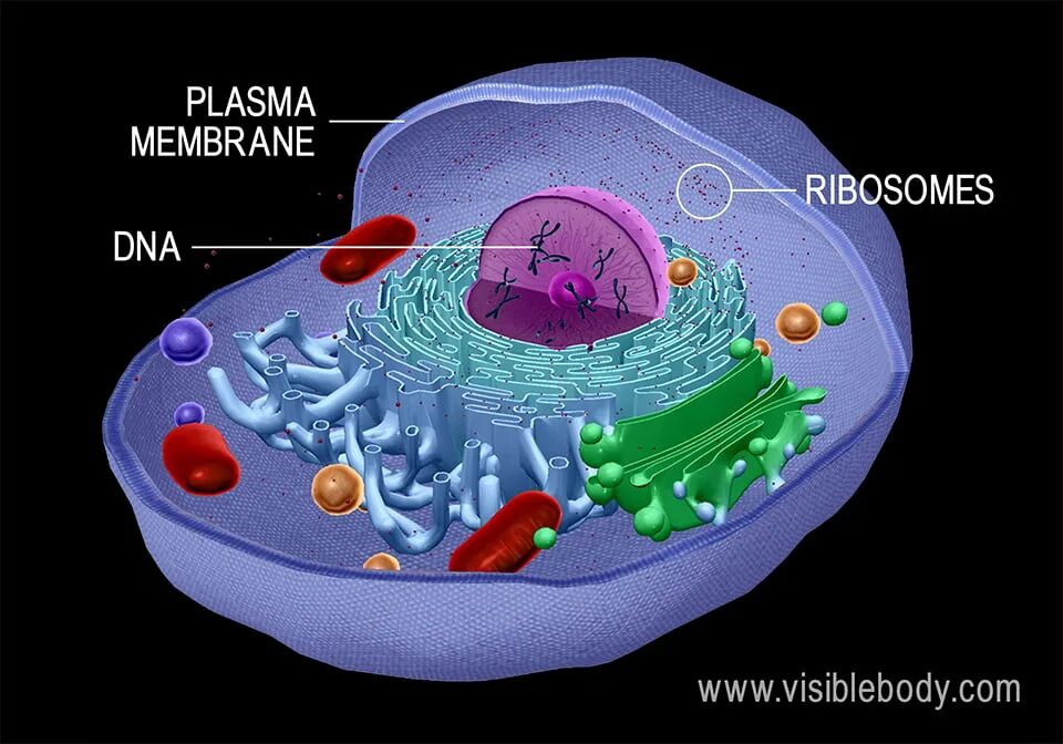 Клетка метка. Клетка биология. Клетка Cell. Cell organelles Imaging. Клетка Сумеру.