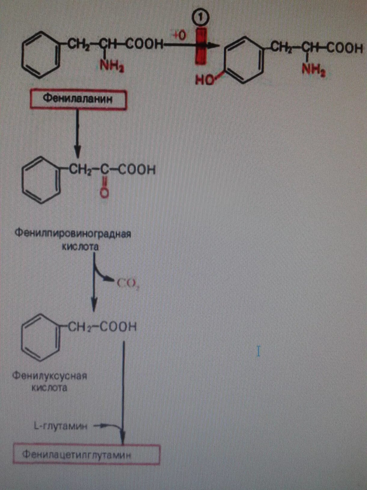 Фенилаланин биохимия. Синтез фенилпировиноградной кислоты из фенилаланина. Реакцию образования из фенилаланина фенилпировиноградной кислоты. Образование фенилпировиноградной кислоты из фенилаланина. Образование тирозина из фенилаланина биохимия.