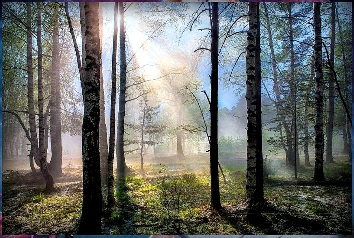 Весенний лес. Утро в лесу.