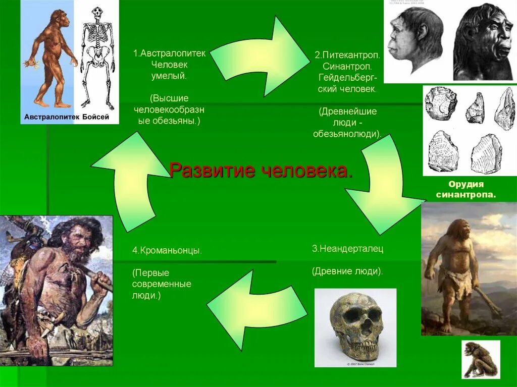 Как появился человек биология 5. Кроманьонцев неандертальцев синантропов питекантропов. Австралопитек 2) питекантроп 3) неандерталец. Происхождение человека. Происхождение древнего человека.