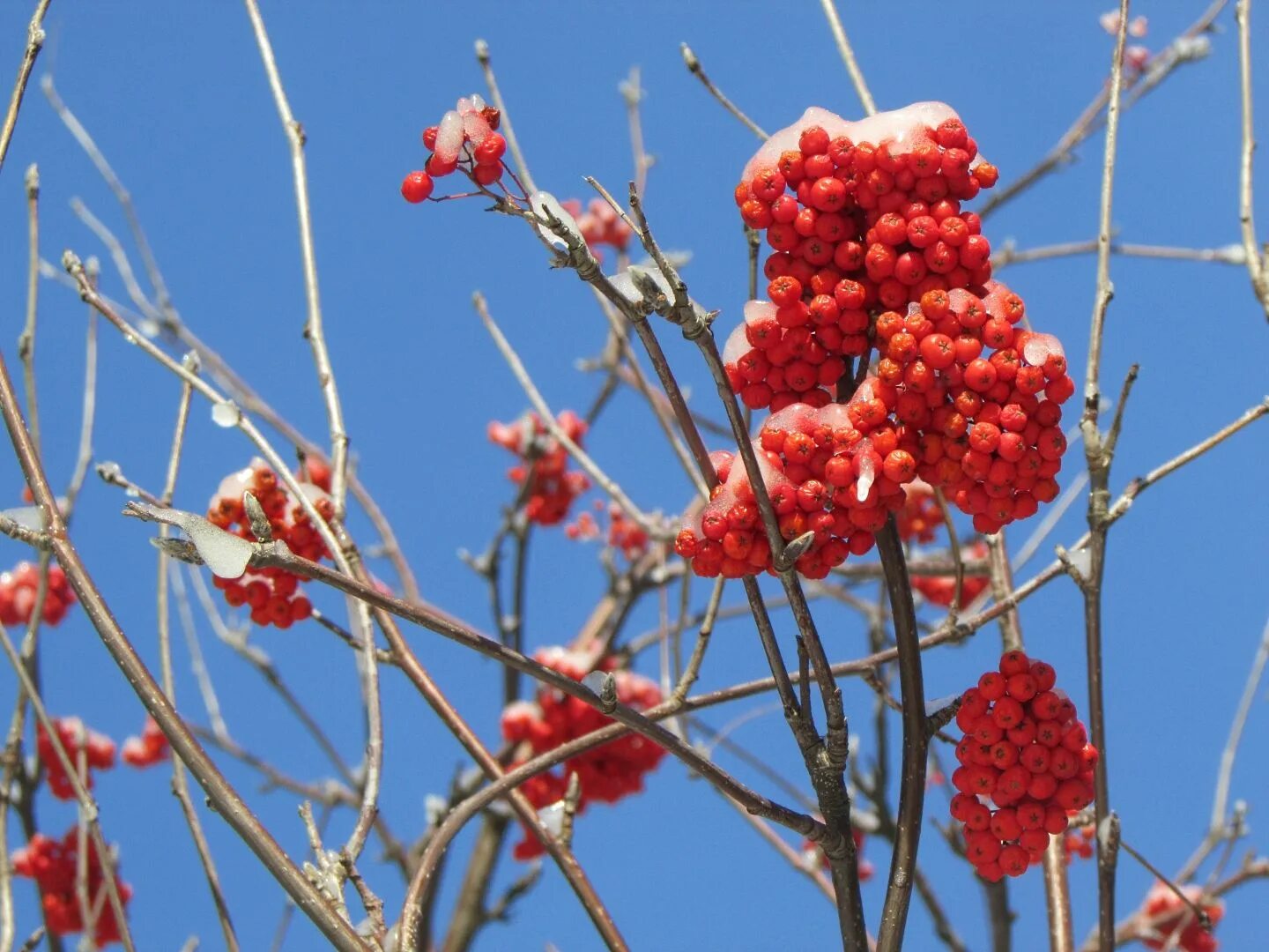 осень рябина. рябиновые птицы дельфин. рябина в мурманске. коричневые птички на рябине. синяя птица рябины цвет.