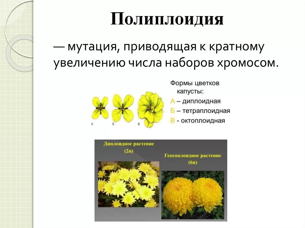 Полиплоидия является результатом. Полиплоидия в селекции растений. Полиплоидия хризантемы. Полиплоидизация в селекции. Метод полиплоидии в селекции растений.