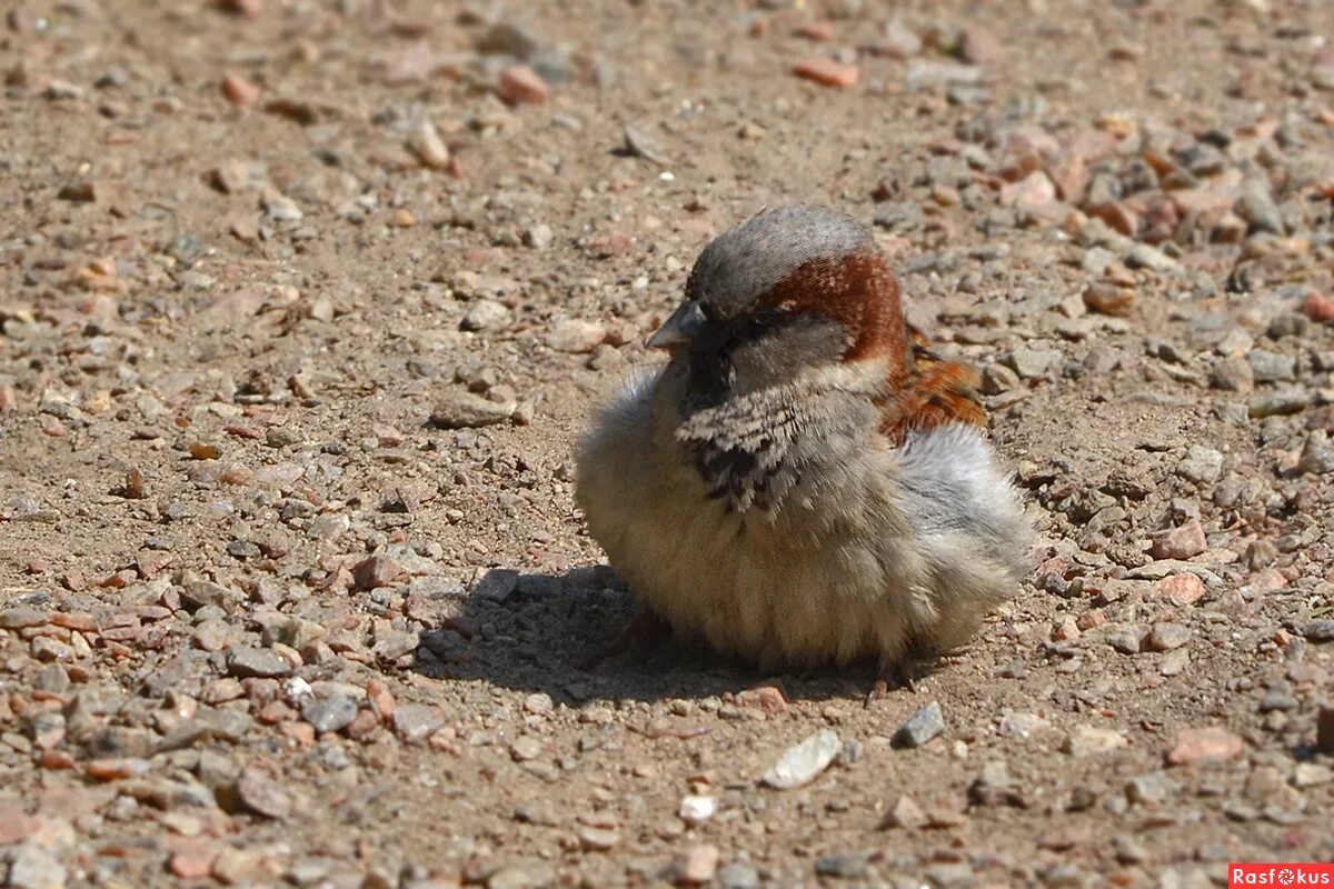 воробей в песке купаяся трепещет. птицы купаются в песке. воробьи купаются в пыли. птицы купаются в пыли. воробьи купаются в пыли.