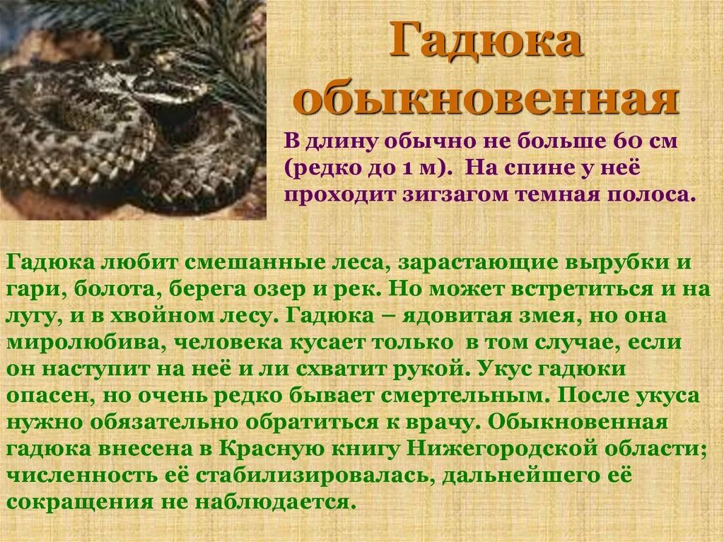 Гадюка окружающий мир 2 класс. Описание рассказ гадюка обыкновенная. Рассказ о гадюке обыкновенной. Гадюка презентация. Доклад про гадюку.