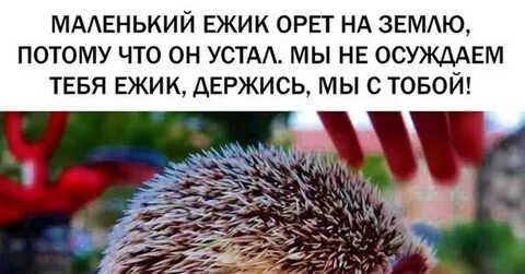 Следуй за ежом