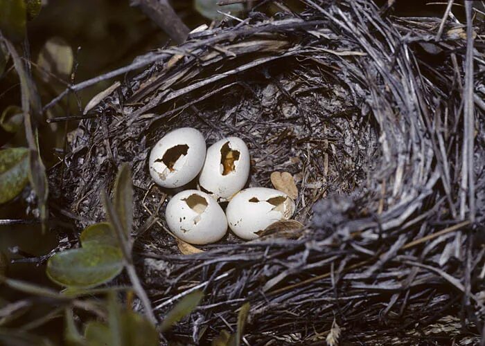 Гнездо для птиц.. Разоренные гнезда птиц. Разрушенное гнездо птицы. Гнездо с яйцами.