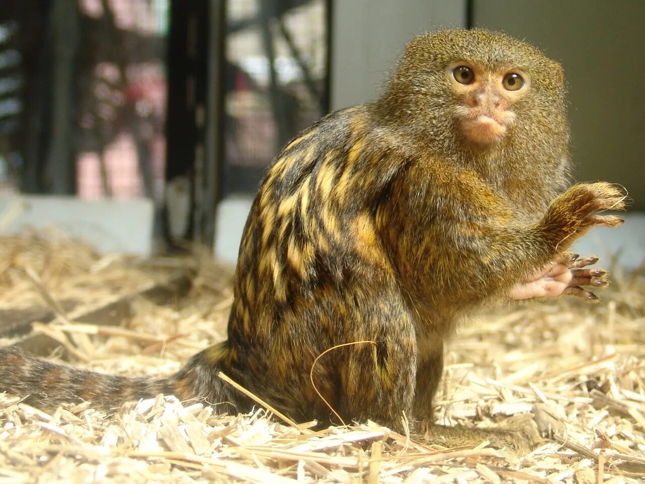 Карликовая игрунка белоухая. Обезьяна игрунка. Мармозетка игрунка. Cebuella pygmaea. Игрунки обезьяны купить