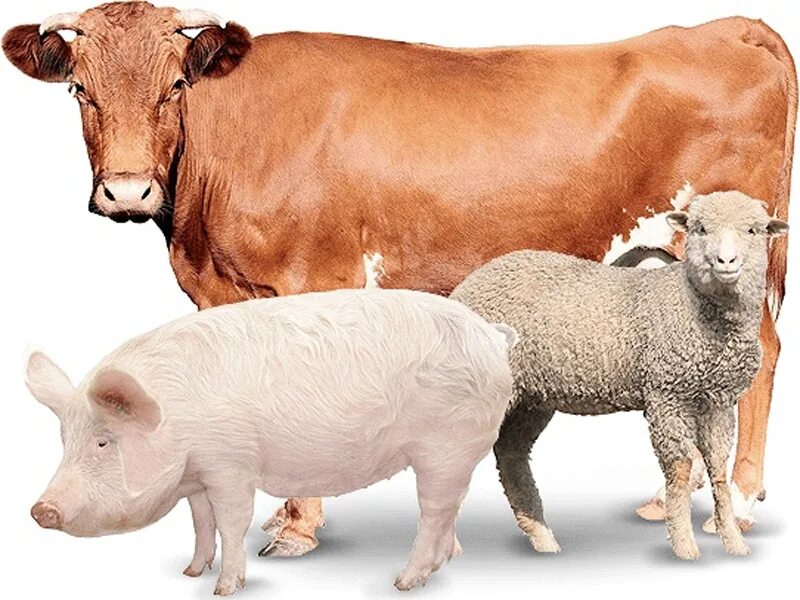 Корова и свинья. Сельскохозяйственные животные. Домашние сельскохозяйственные животные. Корова свинья овца. Корова коза овца свинья