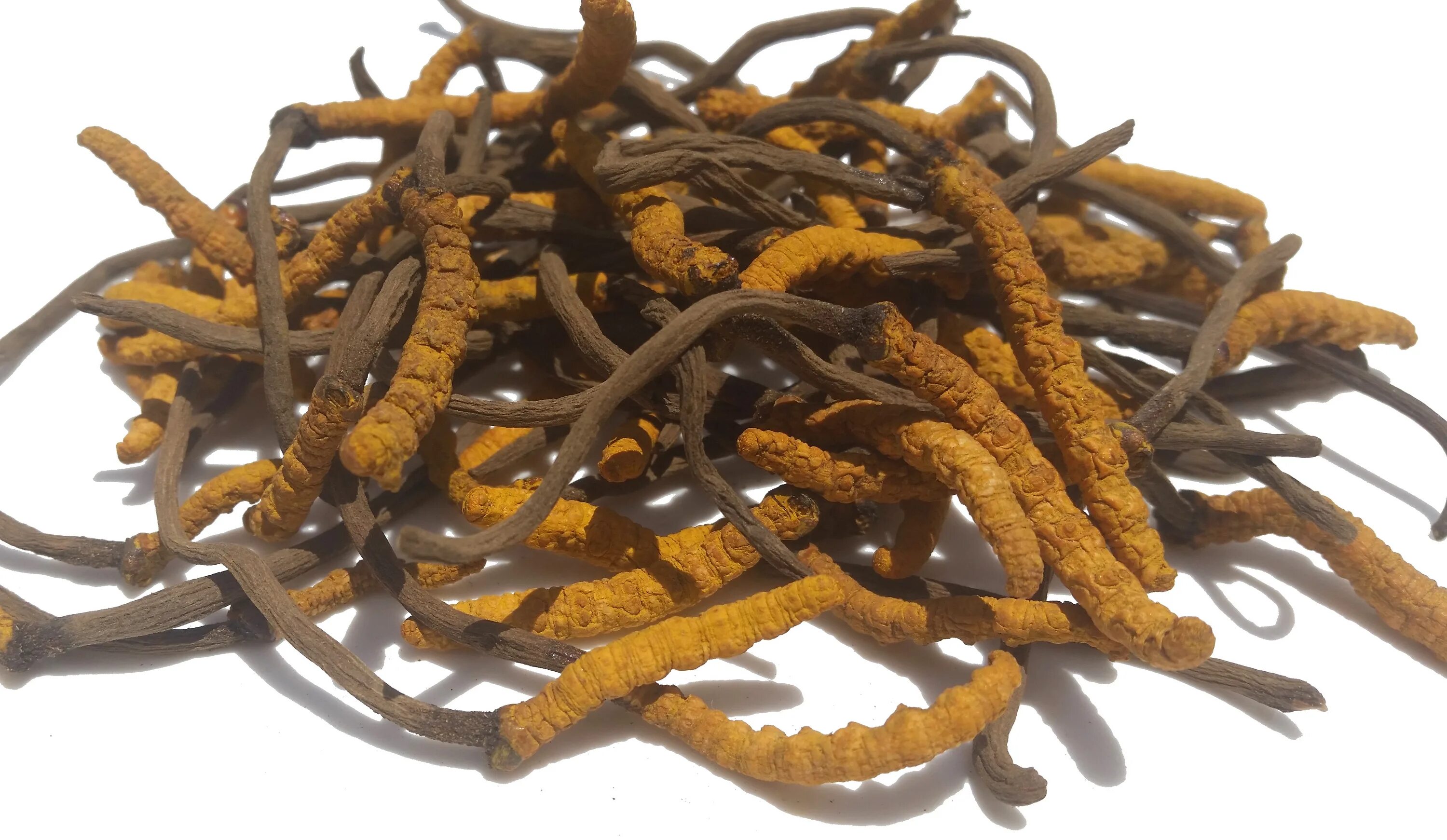 Кордицепс противопоказания. Кордицепс Синенсис. Wild Cordyceps sinensis. Кордицепс КАНГЛИ. Тибетский дикий кордицепс.