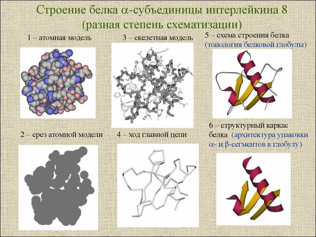 Схемы белков. Глобулярные белки строение. Структуры строения белка глобула. Глобулярные белки первичная структура. Глобула это структура белка.