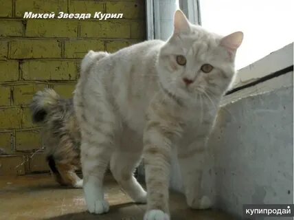 Кот 5 букв