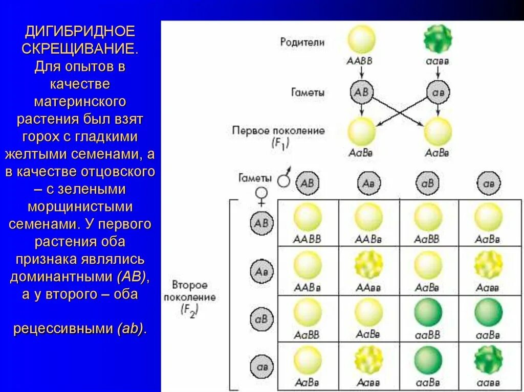 Схема дигибридного скрещивания гороха. Моногибридное скрещивание гороха схема. Эксперимент Менделя на моногибридное скрещивание. Решетка Пеннета дигибридное скрещивание.