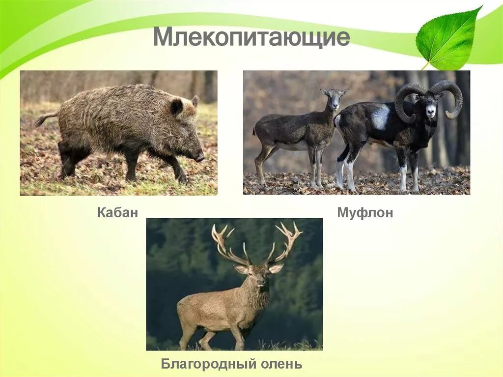 Крымский благородный олень. Крымский благородный олень красная книга. Крымский благородный олень. Крупные млекопитающие в крыму окружающий мир. Евразия благородный олень.