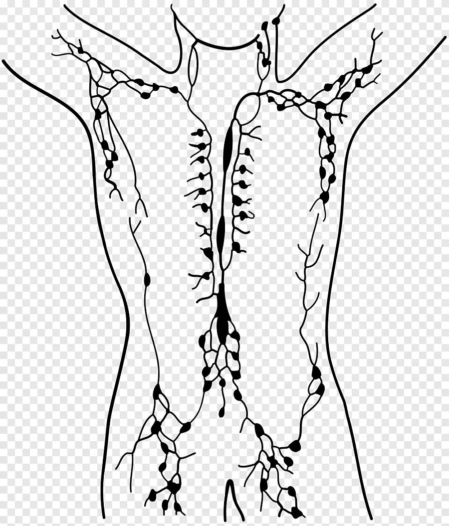 Лимфоузлы на теле женщины схема. Лимфатическая система лимфоузлы. Лимфатическая система узлы. Лимфатическая система вектор. Лимфатическая система человека рисунок.