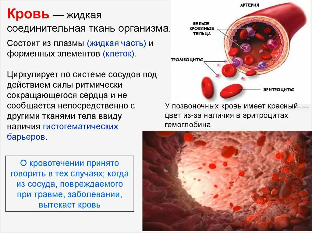 Кровь краткое содержание. Строение крови. Строение крови человека. Кровь анатомия. Кровь анатомия человека.