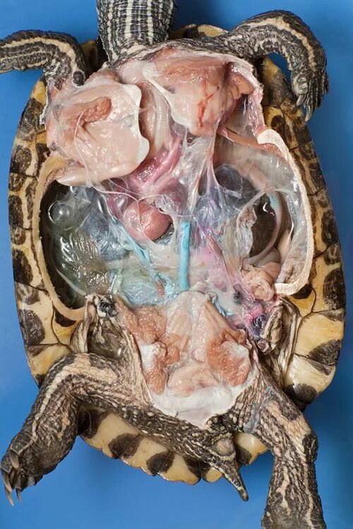 People Are Donating Their Old Bra Fasteners To Wildlife Organization That Uses T
