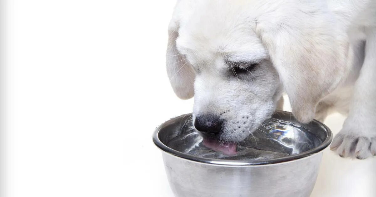 Собака отказывается пить воду. Собака лакает. Миски для щенков. Собака лакает воду. Собака пьет воду из миски.