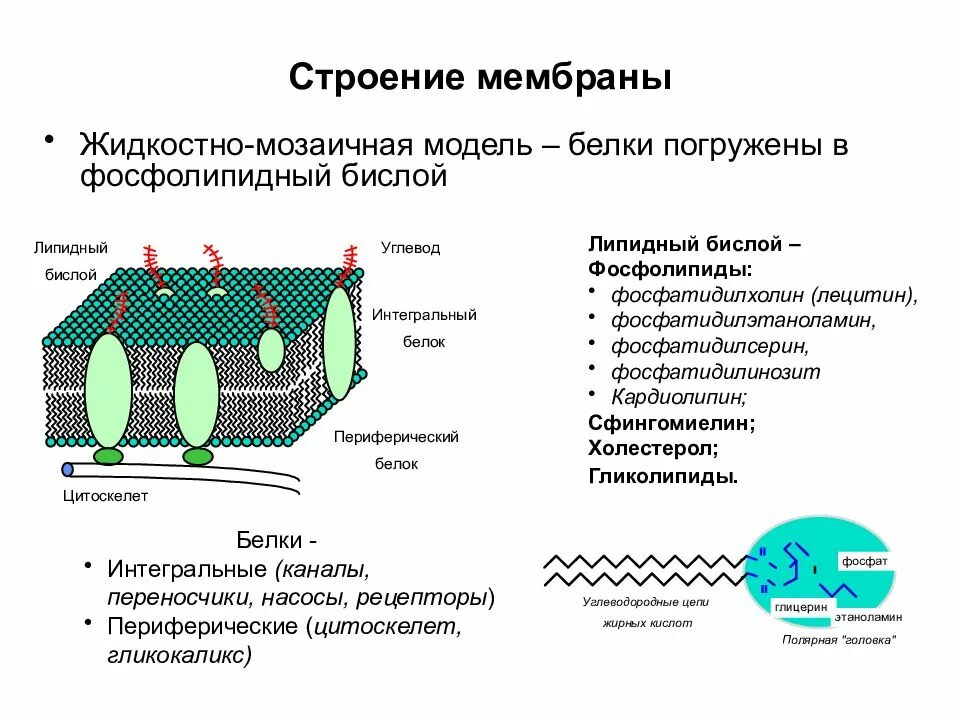 Особенности и функции оболочки. Жидко мозаичная модель плазматической мембраны. Мозаичная структура клеточной мембраны. Жидкостно-мозаичная модель структуры клеточной мембраны. Схему жидкостно-мозаичной модели строения клеточной мембраны.