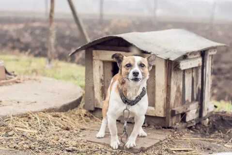 Dog hole