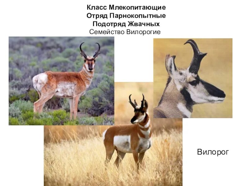 Значение парнокопытных
