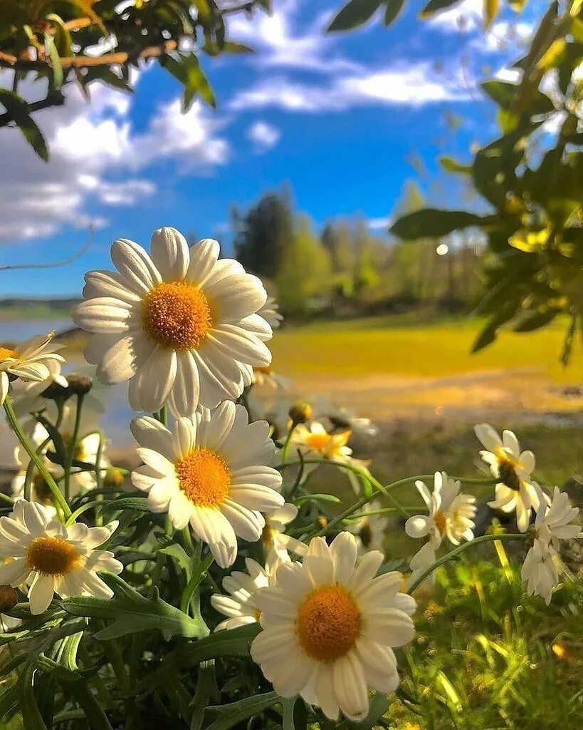 Доброе утро хорошего дня природа картинки красивые. Лето ромашки. Цветы и солнце. Солнечный летний пейзаж. Ромашки красиво.