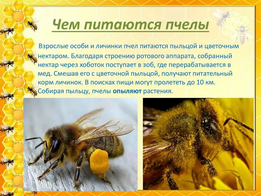 Какую пользу приносят пчелы. Чем питаются пчелы. питание пчел. пчела обитает. пчела для презентации.