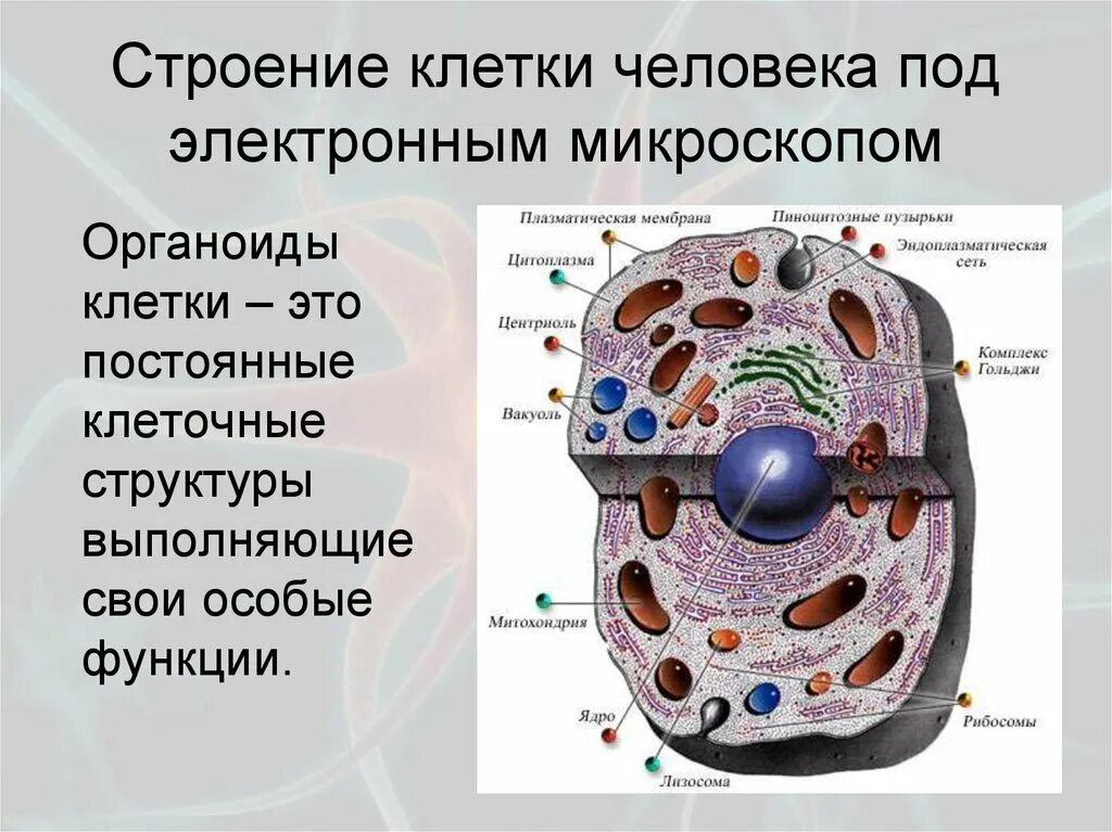 Какие есть функции клетки. Из чего состоит Живая клетка. Строение человеческой клетки 8 класс биология. Основные части клетки анатомия. Клетки тела человека строение и функции.