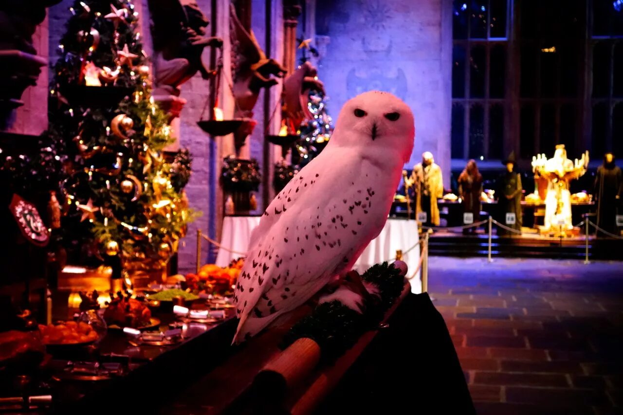 Harry potter new year