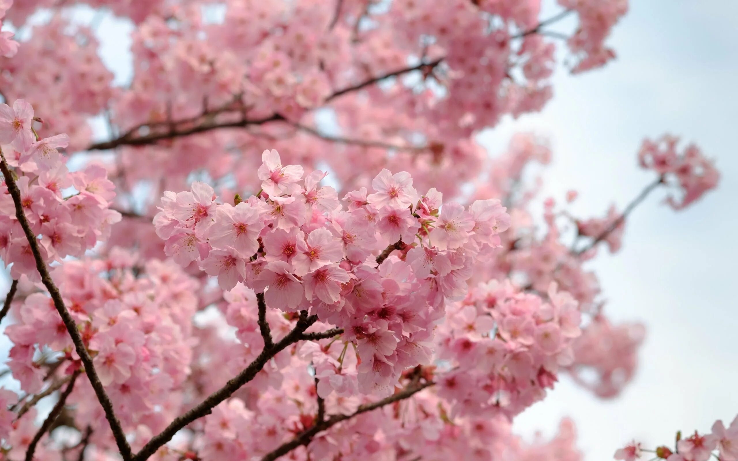 Сакура цветение растения. Персиковая Сакура. Сакура фон. Цветущая Сакура.