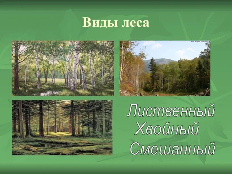 Презентация на тему лес. Лес для презентации. Проект на тему леса. Хвойный и Лиственный лес. Леса и луга нашей родины презентация