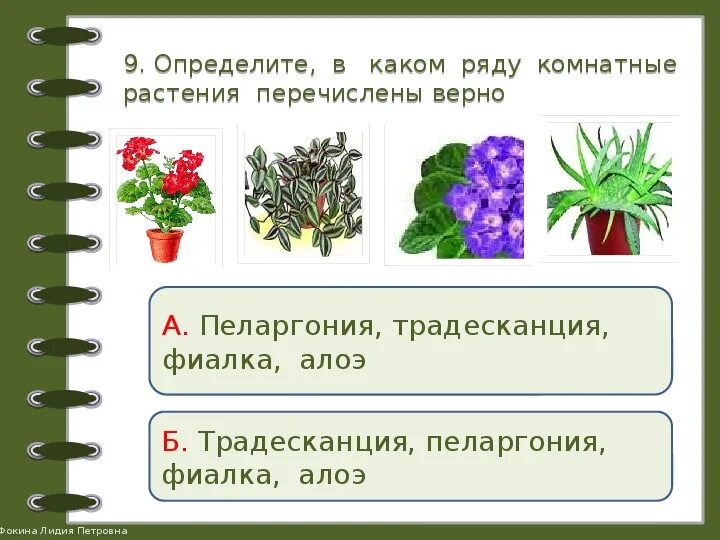 Задания по комнатным растениям для дошкольников. Комнатные растения 2 класс задания. Комнатные растения задания для детей. Задания по окружающему миру растения.