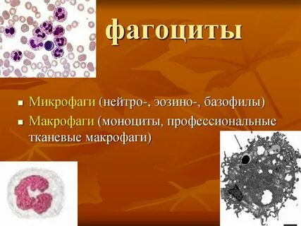 Фагоциты