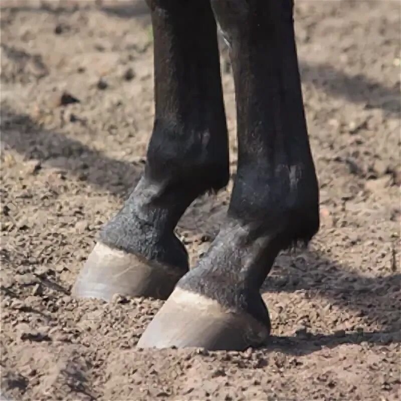 Writing about feet the Horse. Pony feet