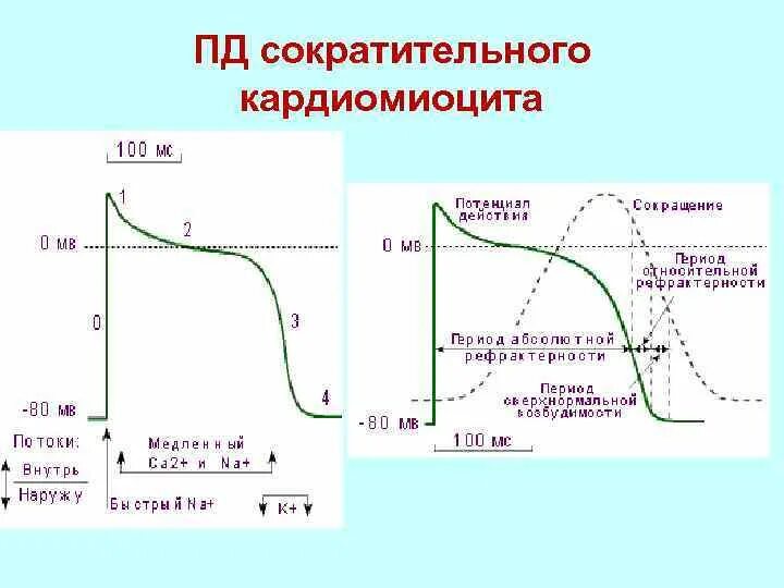 Абсолютная рефрактерность типичного кардиомиоцита. Механизм сокращения кардиомиоцита. фазы потенциала действия сократительного кардиомиоцита. график потенциала действия атипичных кардиомиоцитов. механизм генерации потенциала действия кардиомиоцита.