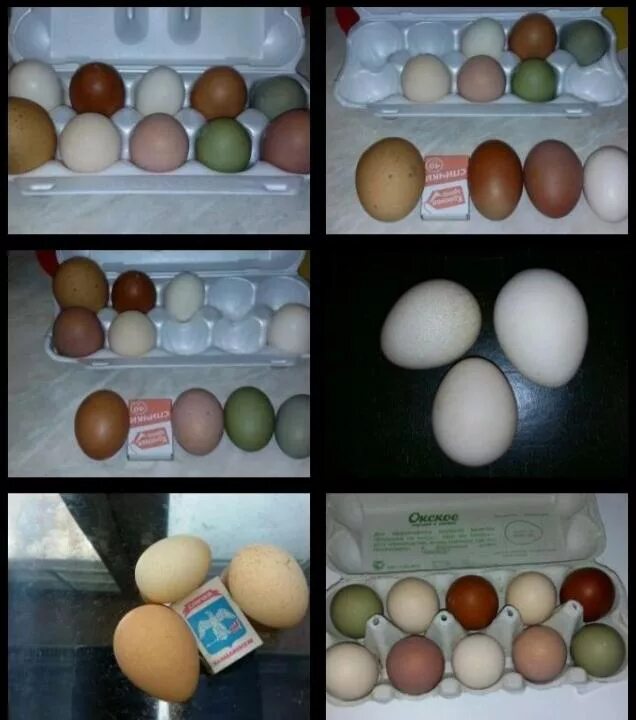 Инкубация яиц по дням куриных яиц. Инкубация яйца курицы. Яйца в инкубаторе по дням куриные. 15 Сутки инкубации куриных яиц.